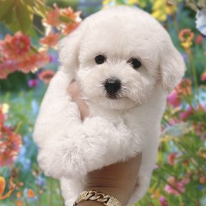 Các Bé Chó Poodle Trắng Kem Siêu Phẩm